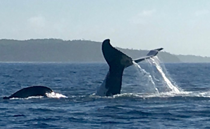 Big Bucketlist Tick: Swimming with Humpback&nbsp;Whales